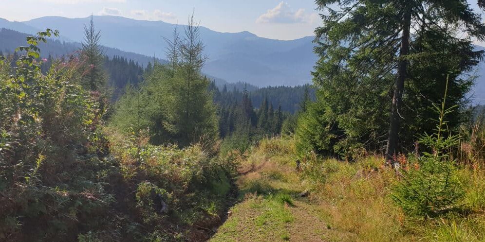 Inventarul Forestier Național – lemncontrolat